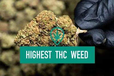 The Highest Percentage of THC Found Today